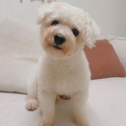 Adopt a dog:Mandu/Bichon Frise/Male/Adult,Mandu is almost 2 he would be best with 2 people only no kids and he is very sweet but will need training because he doesn't like you to take things away. You can't have clutter on the floor or food that he may get to and training will be required to help him learn to drop the items for a better item!  

Have a flexible schedule first 2 weeks, be active, no kids under 15 years old we want you  to focus on training a puppy! If you are planning to go away please take him with you.

For consideration please be over 26 in NY, NJ, Philadelphia or CT area only have kids 15  or over. Have a home with lots of dog runs,  parks or fenced in yard. Have an visible IG account when we ask for it please. Be active for puppies no couch potatoes!  Thank you. Most of all please follow step below and do not call us we are volunteers!  Please note we do not adopt in the Bronx nor Staten Island.
We have trainers in Brooklyn, LIC, Astoria, Manhattan, LI,  NJ ,and CT 20 miles from Greenwich. Kids `15 and up. He is good with all kids but we prefer older to continue his recall training. 


Step 1,  Email us suekmwdadoptions@gmail.com and tell us your experience with dogs and where u live. 2) If we need more info, we will send u an application 3) DO NOT CALL US 4) DO NOT EMAIL US at our website.  We get hundreds of people interested in adopting our dogs and can not possibly get back to everyone. Thank you for your cooperation. 

Please note we are volunteers and work with patients and can not take calls. Again email us only at the supplied email or via petfinder. Thank you.