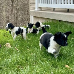 Adopt a dog:SHAKEES/Rat Terrier/Female/Baby,Meet little Shakees. She and her littermates are looking for their forever homes. They were born 02/02/2024 and can leave April 5th, 2024. Mom is a rat terrier and dad a Shih Tzu terrier mix. Training your new pup is your honor and responsibility, including house training and good doggie manners.

Shakees has been doing really well. She has been playing and running around more. She’s so sweet and we love to see her romp around. She sleeps a little more than her siblings. 
She has a type of genetic deficiency This causes her to have seizers, walk in a march manner and she is blind. She is starting mediation to manage the seizers, which she will take the rest of her life. Her life span possibly, will not be as long as normal.  She will be able to live a fairly normal life though. More information will be available if you are interested in giving this special girl a home. 

If you are interested in adopting one of these cute little ones please visit our website, www.perrycountyanimalrescue.org,  fill out the adoption application. Once we have that processed we will be setting up meet and greets. Hurry because these cuties will be going quickly!