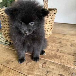 Adopt a dog:Purebred Pomeranian Puppies/Pomeranian/Both/Younger Than Six Months,Purebred Pomeranian Puppies born 26/01/24ONLY 2 females left1 x White Female1 X Black FemaleThese gorgeous balls of fluff will be ready for their forever home on 23/03/24.They have been microchipped, had 1st Vaccination, up to date worming & passed the Vet Check.Parents are very friendly & loving dogs.Mum is White & weighs 2.9kgDad is Sable & weighs 4.35kg.More pics available on request & I can assist with organising freight at new owners expense.Price reduced to- $1800BIN-0010861992151