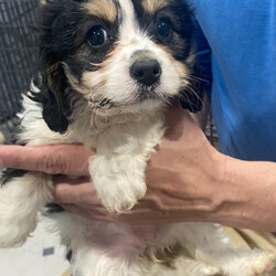 Adopt a dog:Bunny/Cavalier King Charles Spaniel/Female/Baby,Gorgeous Cavachon available 8 weeks old . .
Adoption fee is $875
Please fill out an application link
All puppies adoption fee includes
* Vet checked 
* Up to date Vaccinations
* Dewormed multiple times
*Microchipped with lifetime registration

https://form.jotform.com/230230464287149 

Please fill out an application, not just an inquiry as we dont always get them .