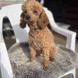 Adopt a dog:Pure bred toy poodle pup for sale ONLY 1 LEFT/Poodle (Toy)/Female/Older Than Six Months,Pure bred and dna clear toy poodle pups for sale. Only 1 boy left for saleBoth parents dna clear and pure.Red colour.All pups will be microchipped, vaccinated, wormed.Pups will be crate trained from a young age, well handled from kids, around other dogs of different sizes, well socialised.Pup is 9 weeks old and ready to go, only 1 left.Located near Sale in Victoria900079000169938