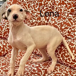 Adopt a dog:Lena/Catahoula Leopard Dog/Female/Baby,She is a puppy who will need crate and potty training we believe she is a catahoula mix we are not sure if the parents Found in a box behind a store apply crossedpawspetrescue.org