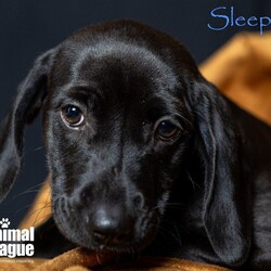 Adopt a dog:Sleepy/Labrador Retriever/Female/Baby,______
DOB/AGE: 01/10/2024
WEIGHT (GROWN): 40-50lbs 

You will need to complete an application before a Meet & Greet can be scheduled with me. Here is the link: theanimalleague.org/adoption-application/

PLEASE READ THE INFORMATION BELOW THOROUGHLY
_________________________

I am a Have-A-Heart Fundraiser pet. My additional fee helps The Animal League treat heartworm positive dogs.  Read more about the Have-A-Heart Fundraiser here: https://www.facebook.com/77786854491/photos/pb.77786854491.-2207520000.1455034437./10153429585124492/?type=3&theater 
PLEASE READ THE INFORMATION BELOW THOROUGHLY
____________________

NOTE: we CANNOT email information about fees. View our GENERAL fees here (you will need to copy/paste into your browser): https://theanimalleague.org/adoption-fees/ 
	
All of our dogs are spayed or neutered, receive a registered microchip, and are up-to-date on their age-appropriate shots, vaccines, and preventative care. We also test for heartworm when they are old enough. 

APPLICATION: https://theanimalleague.org/adoption-application/ 

Please visit https://theanimalleague.org/faqs/ for the answers to our most commonly asked questions such as, 