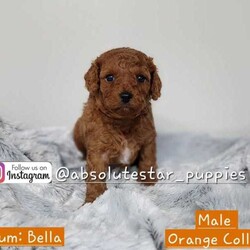 Adopt a dog:Adorable 7 Toy Cavoodle Puppies//Both/Younger Than Six Months,We have 7 beautiful F1B Cavoodle Puppies From our family dogs, They will be ready on 21st April 2024 (8 weeks old) for their forever homes.They will come Vaccinated, wormed every 2 weeks of age, microchipped, a VET checked, a puppy pack, and 6 weeks Pet Cover Puppy Insurance or 4 Weeks Trupanion Puppy Insurance, and Puppy Birth Certificate.They will be 75% Potty Trained as 25% is depending on how you continue the training. All of Our Puppies won't be positive from all of Genetic Diseases.Dad is Apricot Toy Poodle 5 kg, and Mum is F1 Cavoodle 7 kgThe Parents are loving, loyal with a great temperament and raised in our family home and brought up with children.The parents and puppies are ready to be viewed for a visit or through whatsapp video call.Males (Blue, Green, Orange, and Grey (SOLD) Collar)Females (Yellow, Pink, and Purple Collar)We are located near North Richmond, NSWDOB: 27/02/2024We will update of our puppies on Instagram.www.instagram.com/absolutestar_puppies/Fur and Family First Breeder#DS278554