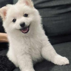 /Pomeranian/Female/Younger Than Six Months,hi4 puppies Ready for a new home 
