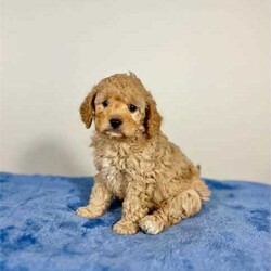 Adopt a dog:Cavoodle Puppies - DNA Tested/Cavalier King Charles Spaniel/Male/Younger Than Six Months,3 gorgeous male Cavoodle puppies, ready for their new home April 13th at 8 weeks of age.New owners will be provided with a puppy information folder to help transition their puppy into their new home which include:* Nutrition and diet* Dental care maintenance* Microchipping* Grooming* Worm and flea prevention* Sleeping* Toilet training* & MorePersonality/TemperamentCavoodles are a much loved breed for their affectionate, loving and playful nature who love the company of people and other pets. They make for excellent companion dogs, whom thrive on the companionship of people and other pets. Though Cavoodles will enjoy times outdoors, they make fantastic indoor dogs. Their small size, laid back and easy going nature, is an ideal pet for many houses/units. Though the Cavoodle is a very friendly dog, early socialisation and training will benefit both you and your puppy to ensure they have the best start to their long life.GroomingThese dogs are generally considered a Hypoallergenic breed with a low/non-shedding coat type, making them a suitable breed for people with allergies, asthma or families looking for a dog that won’t leave their hair throughout the house. Their coat is similar to other Oodles such as Groodle, Spoodle, Moodle and Shoodle.The length of the coat you desire will determine the amount of grooming required. For dogs with a longer and unclipped coat, regular brushing will be required to avoid knots and matting. For those who prefer a short to mid length coat, brushing will be required less frequently than those with a full length coat. Weekly brushing is plenty to keep a well groomed, clipped Cavoodle looking its best. This information additionally will be included in the puppy information folder as well as further grooming tips for your new baby.All puppy’s will leave our home with:* Thorough Veterinarian check* First vaccination* Microchipped* Flea preventative* Worm preventativeMum is a sable CavoodleDad is a café au lait Toy PoodleBoth parents have been DNA tested via Orivet, both returning clear results for any genetic disorders which can be passed on to their puppies. Your puppy will also come with 2 months free pet insurance.Our puppies have been raised and nurtured in a home environment. They have also been exposed to other other animals, children and different noises so they are well socialised and adapt to their new families home.Each puppy comes with a customised puppy pack for local buyers which includes essential items such as:* Collar and Lead* Assortment of toys* Dry puppy biscuits* Wet puppy food* Puppy training pads* Blanket* moreToilet trainingAll puppies have begun toilet training inside using puppy training pads and have also been introduced to grass outside for when they can go outside to the toilet. Further advice regarding the continuation of toilet training and general tips will be enclosed within the puppy information folder for their new families.Our puppy’s are only available for suitable homes where they are ensured plenty of love and adequate care. Please send through your name and the type of home you can provide one of our fur babies, thank you.