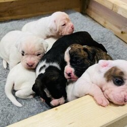 Adopt a dog:Boxer cross puppies looking for their forever homes/Boxer/Mixed Litter/6 weeks,**4 white left ** PRICE DROP **
Our gorgeous Cali (Bull Boxer - Boxer cross old tyme Bulldog) has had
to a litter of 7 beautiful chunky puppies.
Cali has been raised in a family environment with children, cats and another dog from 8 weeks old until present. She has the most sweetest temperament you could wish for in a pet. I have 7 beautiful healthy puppies
5 boys and 2 girls.
The father ( kc registered Boxer ) also has a fantastic temperament and also been raised along with babies and young children.
This is Cali’s second and final litter. The first litter was in November 2022 ( from
The same stud) which was highly successful and produced 9 healthy beautiful puppies i still have contact with all the owners and meet up for occasional walk to see some of the first litter dogs. They are just like Cali beautiful inside and out. Absolutely stunning dogs with the most gentle temperaments too.
I am able to do regular video calls and pictures with updates until collection of your puppy so you see it grow from birth until they leave for their forever homes

All pups will be:
*Vet checked
*1st vaccinations
*Flea and wormed
*Microchipped


All puppies will leave with complimentary bag of food along with a mum scented blanket

Pups will not be ready to leave for their forever home
until 29/4/2024. A £275 non refundable deposit will be taken to secure your
puppy. and the final £525 taken on date of collection. .

4 white pups still available. All sight and hearing is perfect

Any questions please do not hesitate to contact me

VIEWINGS STARTING FROM 10th MARCH