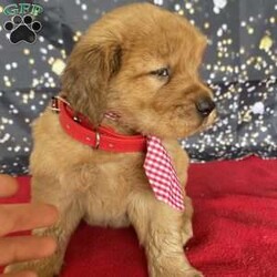 Rusty/Golden Retriever									Puppy/Male	/8 Weeks,AKC registered, sweet and very friendly, loves to snuggle, very popular breed for any family, makes a great service dog also….reach out today to set up a meet and greet or to discuss delivery options