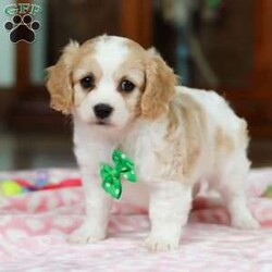 Banjo/Cavachon									Puppy/Male	/9 Weeks,Check out this cute little face! This baby is a Cavachon named Banjo. The Cavachon is a delightful small designer dog breed that is a cross between a Cavalier King Charles Spaniel and a Bichon Frise. They are known for their friendly and sociable nature. They typically get along well with people of all ages, including children, and are usually amiable towards other pets. They are also known to be cuddly dogs who thrive on attention and affection, making them great lap dogs and cuddle buddies. You'll love him the minute you see him.