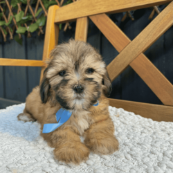 Adopt a dog:Toy Size Shmoodle Puppies 8 weeks old/Poodle (Toy)/Male/Younger Than Six Months,Our premium litter of 3 Shmoodle puppies is here! Born on the 31st of January