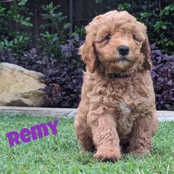Miniature Groodle Puppies for sale/Other/Both/Younger Than Six Months,We have a litter of beautiful Mini Groodles. Born on the 16th of February. Ready to go to new homes from the 12th of April but we can hold them for later pick up.The mother is a non-shedding Miniature Groodle with a beautiful temperament. The father is a Purebred miniature Red Poodle. Both have been DNA tested and cleared of all common genetic conditions.Groodles have the gentle, even-nature of the Golden Retriever combined with the intelligence of the poodle. They are loving, friendly and love people. They respond well to obedience training.The puppies are very affectionate, are responding well to training, have been sleeping through the night, toilet training is progressing very well. They have gentle, sweet natures. They are non-shedding. One of the puppies, Duke, will have the fleece coat like mum and the other pups will be curly coated. Expected adult size of pups will be around 14kgs.All our dogs are treated as family members. They are fed the best diets and are up to date with all their vaccinations and worming treatments. Our puppies were born and raised indoors in a clean, loving, calm and happy home environment. They spend time outdoors during the day with access to an inside area via a doggy door. You will also be able to interact with the parents and Grandparents of the puppies.The puppies have started socialisation training. They have been exposed to noises, adults, children, and other dogs. Crate training in progress. They know how to use a doggy door. We have started touch training to get them used to being groomed and they are responding extremely well. They have been exposed to water and bathing. We are happy to stay in touch to assist with puppy settling into new home.We want our puppies to go to loving homes. We encourage you to send us some details about you and your family environment when you make contact.We can provide testimonials of previous puppy owners. Photos of puppies from Neo’s, (the father) last litter are available and we can arrange viewing of previous pups pending availability. Video calls and interstate transport can be arranged.Puppies come; vaccinated, microchipped, wormed and vet checked.They will be provided with a lovely puppy care pack containing goodies and a care/feeding guide.BIN 0012232045993NCPI 9004163