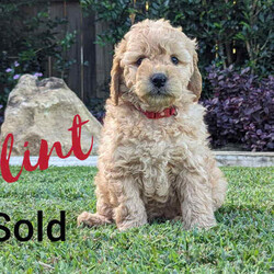 Miniature Groodle Puppies for sale/Other/Both/Younger Than Six Months,We have a litter of beautiful Mini Groodles. Born on the 16th of February. Ready to go to new homes from the 12th of April but we can hold them for later pick up.The mother is a non-shedding Miniature Groodle with a beautiful temperament. The father is a Purebred miniature Red Poodle. Both have been DNA tested and cleared of all common genetic conditions.Groodles have the gentle, even-nature of the Golden Retriever combined with the intelligence of the poodle. They are loving, friendly and love people. They respond well to obedience training.The puppies are very affectionate, are responding well to training, have been sleeping through the night, toilet training is progressing very well. They have gentle, sweet natures. They are non-shedding. One of the puppies, Duke, will have the fleece coat like mum and the other pups will be curly coated. Expected adult size of pups will be around 14kgs.All our dogs are treated as family members. They are fed the best diets and are up to date with all their vaccinations and worming treatments. Our puppies were born and raised indoors in a clean, loving, calm and happy home environment. They spend time outdoors during the day with access to an inside area via a doggy door. You will also be able to interact with the parents and Grandparents of the puppies.The puppies have started socialisation training. They have been exposed to noises, adults, children, and other dogs. Crate training in progress. They know how to use a doggy door. We have started touch training to get them used to being groomed and they are responding extremely well. They have been exposed to water and bathing. We are happy to stay in touch to assist with puppy settling into new home.We want our puppies to go to loving homes. We encourage you to send us some details about you and your family environment when you make contact.We can provide testimonials of previous puppy owners. Photos of puppies from Neo’s, (the father) last litter are available and we can arrange viewing of previous pups pending availability. Video calls and interstate transport can be arranged.Puppies come; vaccinated, microchipped, wormed and vet checked.They will be provided with a lovely puppy care pack containing goodies and a care/feeding guide.BIN 0012232045993NCPI 9004163