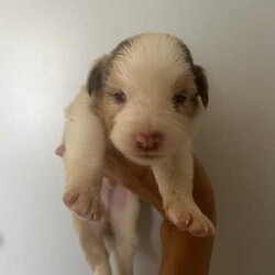 Purebred border collie puppies for sale/Border Collie/Female/Younger Than Six Months,Puppies for sale. Male and female chocolate, black tri and chocolate Merle’s available. Sold with a puppy pack of Advance medium dry food and Kong toys with the scent of mum and siblings to provide comfort.953010100348562953010100348564953010100348565953010100348566953010100348567953010100348570953010100348572953010100348775953011003485777