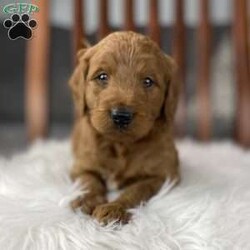 Maybelle F1B med/Goldendoodle									Puppy/Female	/5 Weeks,Hello! My name is Maybelle. I’m a gorgeous girl looking for my forever home and I who loves to snuggle! Maybelle is up to date on all age appropriate vaccinations and wormer as well as microchipped and will be vet health checked before leaving.