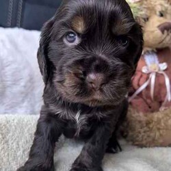 Pedigree Cocker Spaniel Puppies/Cocker Spaniel/Both/Younger Than Six Months,I am a small breeder and take pride in raising beautiful healthy puppies.Puppies are raised with us inside our home. Well socialised and raised on a premium diet.Registered with Dogs VictoriaWe have available:-Gold female (sold)Gold maleChocolate Tan Male x 4Black Tan FemalePuppies are clear of any hereditary diseases through DNA testing.Puppies will be ready to go to their forever homes on the3/5/2024Puppies come with the following:-✅ Vet Checked✅ Microchipped✅ Vaccinated✅ Wormed 2 weekly✅ Health Certificate from the vet,✅ 6 weeks free pet insurance✅ Pedigree Papers✅ Puppy PackLocated Mt Evelyn MelbournePuppies can be sent interstate.