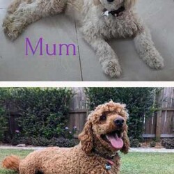 Miniature Groodle Puppies for sale/Other/Both/Younger Than Six Months,We have a litter of beautiful Mini Groodles. Born on the 16th of February. Ready to go to new homes from the 12th of April but we can hold them for later pick up.The mother is a non-shedding Miniature Groodle with a beautiful temperament. The father is a Purebred miniature Red Poodle. Both have been DNA tested and cleared of all common genetic conditions.Groodles have the gentle, even-nature of the Golden Retriever combined with the intelligence of the poodle. They are loving, friendly and love people. They respond well to obedience training.The puppies are very affectionate, are responding well to training, have been sleeping through the night, toilet training is progressing very well. They have gentle, sweet natures. They are non-shedding. One of the puppies, Duke, will have the fleece coat like mum and the other pups will be curly coated. Expected adult size of pups will be around 14kgs.All our dogs are treated as family members. They are fed the best diets and are up to date with all their vaccinations and worming treatments. Our puppies were born and raised indoors in a clean, loving, calm and happy home environment. They spend time outdoors during the day with access to an inside area via a doggy door. You will also be able to interact with the parents and Grandparents of the puppies.The puppies have started socialisation training. They have been exposed to noises, adults, children, and other dogs. Crate training in progress. They know how to use a doggy door. We have started touch training to get them used to being groomed and they are responding extremely well. They have been exposed to water and bathing. We are happy to stay in touch to assist with puppy settling into new home.We want our puppies to go to loving homes. We encourage you to send us some details about you and your family environment when you make contact.We can provide testimonials of previous puppy owners. Photos of puppies from Neo’s, (the father) last litter are available and we can arrange viewing of previous pups pending availability. Video calls and interstate transport can be arranged.Puppies come; vaccinated, microchipped, wormed and vet checked.They will be provided with a lovely puppy care pack containing goodies and a care/feeding guide.BIN 0012232045993NCPI 9004163
