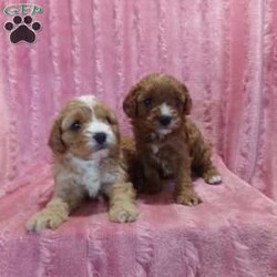 Charlotte/Cavapoo									Puppy/Female	/6 Weeks,Meet Charlotte, our sweet, little Cavapoo. She will have her first shots and be UTD on dewormer. Also will have her health certificate from her vet. 