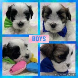 Adopt a dog:/Maltese Shih Tzu/Male/Younger Than Six Months,Are you my new Mummy or Daddy?Expression of InterestWe have 2 Beautiful Fluffy Maltese x Shih tzu available2 Handsome Boys.Pups will be ready to leave for their new homes in 2 weeks on the 22nd of April at 8 weeks oldPuppies have gown up in our family home with other animals young kids and adults. They have been handle since birth.These babies are a part of our family I wish we could keep them all but unfortunately we can’t. They all have Amazing personalities already every single one. They are all full of bea