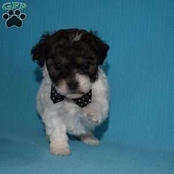 Copper/Bich-Poo									Puppy/Male	/6 Weeks,Copper is outgoing, play and has sweet bichapoo temperment. He’s looking for his forever home