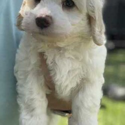 Adorable moodlier puppy ( 1 precious boy )/Poodle (Miniature)/Male/Younger Than Six Months,Ready today ! 