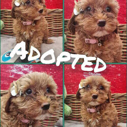Adopt a dog:Tiboodles:like cavoodles but smaller /Poodle (Toy)/Both/Younger Than Six Months,