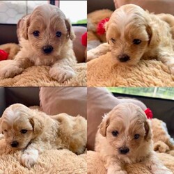 Adopt a dog:Malshipoo puppies (Maltese shih tzu x Miniture poodle)/Maltese Shih Tzu/Both/Younger Than Six Months,