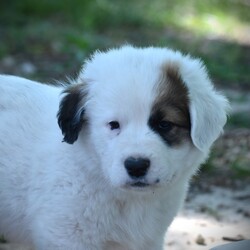 Adopt a dog:me/Great Pyrenees/Female/Baby,Ruthie and her 3 siblings and her mom came into the shelter when they were one week old.   Our rescue was able to save this SWEET group and they are all safe in a foster home!   The pups date of birth is estimated to be 2/22/2024

Ruthie is such an AFFECTIONATE  puppy!   She likes to lay next to her person or likes to be held!  She has a beautiful fluffy coat and will be a great companion!   She is so precious in person!   

Ruthie is a Great Pyrenees/St Bernard mix, at 6.5 weeks old she weighs 11 lbs.   Her mom, Poppy, weighs 60 lbs. and her father is unknown.  There are a couple pics of MOM posted as well!  The puppies will have 2 rounds of vaccines before they travel to their new home!    

Please use the link below to complete an online app:

https://www.shelterluv.com/matchme/adopt/FSR-A-1179