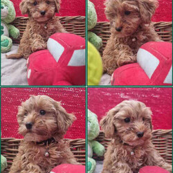 Adopt a dog:Tiboodles:like cavoodles but smaller /Poodle (Toy)/Both/Younger Than Six Months,