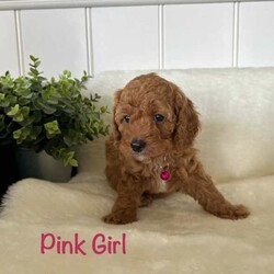 /Cavalier King Charles Spaniel/Both/Younger Than Six Months,READY NOW. One healthy and happy, and toilet trained puppy boy is looking for his family. Puppy visits are welcome.We have a litter of exceptional Ruby Red Cavoodles F1b (Cavoodle X Poodle). F1b generation insures tighter non-shedding coat and is the best for people with allergies.Both puppies’ parents have been DNA tested with Full Breed Profile through Orivet and both parents are 100% DNA clear.PUPPY WILL NOT SUFFER ANY TESTABLE HEREDITARY CONDITIONS.Puppies will be suitable as healthy pets or for breeding due to their exceptional genetic make-up. Ethical breeders only please.Mum is a first generation cavoodle. Mum has been DNA tested and vet checked for healthy heart, strong patellas and hips. Mum is 100% DNA clear, she does not carry even a single faulty gene for 12 hereditary conditions tested. Mum is 7 kg, 36 cm withers (height). Mum has a beautiful temperament: she is a gentle, affectionate and playful companion dog.Dad is a purebred, rare Dark Red (mahogany colour) Poodle. He is a bigger toy size 34 cm withers (height) and 5 kg. Dad is healthy and has been DNA tested and is CLEAR for ALL breed specific health issues including PRA. Dad is also a loved family pet. He is a smart, loving and not eccentric poodle.We expect puppies to grow into healthy, affectionate, easily trainable, playful, and great companion dogs just like their Mum and Dad.Based on parents’ size, we expect puppies to grow up to 36 cm withers (height) and to be around 6-7 kg, as an adult dog.We have little puppy boys and one puppy girl available.Puppy boys $2000 : Yellow collar puppy boy AVAILABLERed collar puppy boy SOLDGreen collar puppy boy SOLD$2500 Blue collar puppy boy with white on head, chest and paws SOLD.Puppy girl $2400 : Pink collar SOLDPuppies are given the best care, nutrition, worming, handling and socialisation including with our children. Puppies are growing up in our lounge/ family room and will be well adjusted to sounds and experiences of a household. Toilet training has started from an early age.Puppies will come to their families microchipped, vaccinated, wormed, vet checked, with a Vet Health Certificate, puppy settling items, a Puppy Guide booklet and 2 months FREE pet insurance.We are small home-based experienced breeders. References available from previous puppy families. We provide extensive puppy settling support.QLD Registered breeder: BIN0007365686486.RPBA Breeder Membership number: 2571