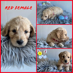 Adopt a dog:GROODLES - - READY TO GO HOME THIS WEEKEND !/Groodle/Female/Younger Than Six Months,Groodle Puppies available from Logan river Groodles TAKE ME HOME FROM THIS FRIDAY 8 weeks old 12th AprilGolden Retriever x Standrad PoodleWe have 5 beautiful first generation Groodle puppies left ranging in colour from dark gold to cream all are female.The parents (are both family pets with great natures (loyal, affectionate, playful) and are in great health. Both Parents have been DNA tested for all known genetic health diseases.The puppies have been well handled and socialised with our children every day and will have great natures and traits as their parents . They will all come wormed fortnightly from birth, microchipped, vaccinated and Vet checked.All showing early signs of fleece coats which will be low to non shedding. A great dog for those with allergies.Puppies will only go to loving homes so please ensure it’s the right choice for you and your family before enquiring.They Will come with puppy pack.BIN0003775075548RPBA 5544