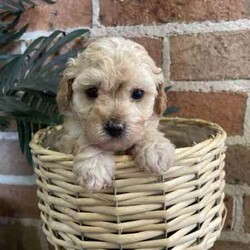Mini Toy poodles//Male/Younger Than Six Months,2 male toy poodlesBorn the 16th febClear health checksParents DNA testedMicrochippedBased in parkes, transport to Sydney available on the 19/20th April