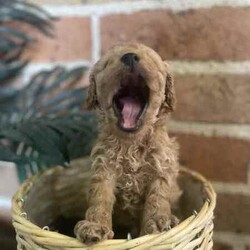 Mini Toy poodles//Male/Younger Than Six Months,2 male toy poodlesBorn the 16th febClear health checksParents DNA testedMicrochippedBased in parkes, transport to Sydney available on the 19/20th April