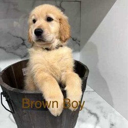 Adopt a dog:Purebred Golden Retriever puppies DNA tested READY NOW/Golden Retriever/Both/Younger Than Six Months,Lushretrievers have 2 beautiful puppies left 2 boys were born on the 19/01/24 and 23/01/24 Parents are available to view. Mum and Dad are fully vet checked and also have ORIVET DNA REPORTS with excellent hip and elbow score. The Puppies will come with their 1st, vaccination also regularly wormed 2,4,6,8,10,12 weeks and puppies are also microchipped.Litter 1 which is photo 1,pups availablephoto 3 mum (willow) READY FOR NEW HOMES NOW
