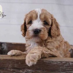 Miniature Theodore’s (Cavoodle) puppies /Cavoodle/Both/Younger Than Six Months,Our Theodore (Cavoodle) puppies are ready to find loving families to spend their lives with!We are small boutique breeders of Cavoodles (Theodores) and Cavaliers (next litter due 19th May) breeding with a focus not only on health but suitability for emotional support such as anxiety, ADHD, PTSD and Autism as well as school facility dogs, therapy dogs and service dogs.Mother Zara is my gorgeous B&T Cavalier (10kg) and stud sire Robbie (7kg) is a cream Miniature Poodle. Both parents have been DNA tested and puppies will not inherit any of the breed specific illnesses tested for with orivet. Zara has current heart & eye clearance certificate from Cardiologist & Ophthalmologist and Robbie has great recent hip & elbow scoring completed.Ready for new homes 24th April!Apricot & White boy: $3500Black, white with tan boy: $3500Black & tan girl: $4000Apricot girl: $4000Last picture is one of our previous puppies as an adult.Our Puppies calm, confident, playful and cuddly and absolutely love being in the company of humans and the other adult dogs we have! They are raised in our family home with our 3 children, other dogs and a cat and are handled lovingly daily from birth and exposed to the various noises of a busy household! We start basic toilet training to grass mats and provide early neurological stimulation to puppies (resulting in dogs with greater tolerance to stress and better health and resistance to disease) and have a detailed socialisation and noise desensitisation program in place that includes busy schools, car travel, busy roads, and lots of other animals.If you require an emotional support or therapy animal, please contact me so I can recommend an appropriate puppy to suit your requirements.Our puppies are fed top quality Premium puppy food and will come home with a puppy pack and lifelong support.All puppies are wormed fortnightly from 2 weeks of age, vaccinated at 6 weeks & 10 weeks, vet checked and microchipped and come with a health certificate from the vet and health guarantee .I am a member of Master Dog Breeders Associates and have full vet audited registration with RPBA which means I undergo yearly on premises vet audits and the welfare of my animals is my top priority! This litter will have pedigree certificates on the Theodore Foundation registry with MDBA to pet only homes. Breeding rights and price available by application to approved MDBA breeders only.Please message or call me to express your interest in adopting one of our puppies and let me know about yourself and the home you can provide for our furbabies. New families should meet puppy in person, however if this is not possible I can arrange a video call for you to view puppies.https://rightpaw.com.au/l/sharelise-cavoodles/53cb38ad-37b8-46ba-8ce0-e08874f5649fhttps://www.facebook.com/sharelisecavs?mibextid=LQQJ4dQBR: BIN0007105558565MDBA: 25961Microchips:941000028963050941000028963051941000028963052941000028963053