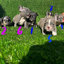 Cute French bulldog puppies !/French Bulldog/Male/Younger Than Six Months,8 week old pups ready to go!1- Black boy2- Black and Tan Tri girl3- Black and Tan Tri boy4- Blue and Tan boy SOLD5- Blue boy6- Blue girl SOLDPuppies will come:- microchipped- vaccinated and wormed- vet health checked- puppy food- puppy info booklet- 6 months free pet insurance- MDBA pedigree papersParents have an amazing temperament, are both 6 panel clear of any hereditary diseases. Puppies have been socialised with kids and are great with other dogs family pets.Please enquire today for more information.Puppies will be ready to go 15/04/24I am a registered breeder with MDBA 30902