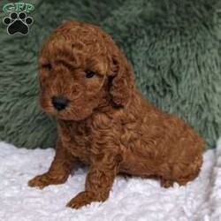 Mandi/Miniature Poodle									Puppy/Female	/5 Weeks,Hi here’s a cutie!! I’m Mandi I love to play ! My mommy Dazzling weighs around 12 # and Daddy Cooper is also around 12 #, both are healthy and friendly! Feel free to call or text with any questions or concerns!  I will be coming home with: 