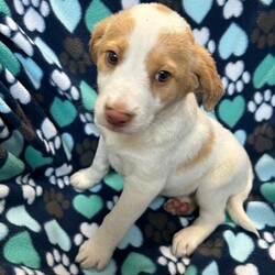 Adopt a dog:Malibu/Hound/Female/Baby,My name is Malibu. I am a very beautiful 9-week-old Hound mix with maybe some Brittany Spaniel. I weigh 8.7 lbs. and my birthday is 2/6/2024 so I have some growing to do! I will be a medium size dog. I am started on my shots and worming schedule and have been treated for any issues I came in with. 

I would do great in any home as I am easy to please and have a great personality.  I enjoy running and playing with toys. Of course, I also enjoy my one on one snuggle time and giving kisses. 

Please if you are interested in me get your application in today, there is no time to waste:

You can go to www.hopeforhannahrescue.org 
or you can click the link below:

The direct link to our application can be found here: https://ueodqi9fe3f.typeform.com/to/sFwghRQN

If you have any problems call Suzi (717) 466-5968 and I will be happy to assist you.