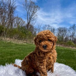 Felix F1B/Mini Goldendoodle									Puppy/Male	/7 Weeks