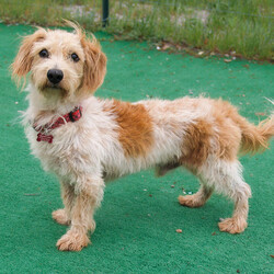 Adopt a dog:DEXTER/Wire Fox Terrier/Male/Adult,He:
•	Is a male 
•	Is a Wire Fox Terrier/Dachshund mix
•	Is 4 years old
•	Weighs 13 pounds
•	Is good with other dogs
•	Appears to be potty trained
•	Loads well in the car
•	Walks nicely on a leash
•	Is high energy

Scrappy and spunky, his tangerine and wirehaired coat perfectly matches his vibrant personality. Always experiencing the world with zest, this perfect-sized pooch will make someone’s life that much sweeter. But Dexter’s true joy is found with toys – the squeakier the better. When he’s not enamored with the squeaks, he does walk well in a harness and has been reported to be a great sport during bath time. We’re in love with his amiable demeanor and happy-go-lucky attitude. Coupled with his size, resisting the urge to scoop him up is a challenge that someone out there will not resist. 

Dexter is neutered, vaccinated, microchipped, and heartworm negative. 

For more information about Dexter or our shelter please call us at (830) 693-0569 or visit our website at highlandlakescaninerescue.org 

If you would like to schedule a meet and greet with Dexter or any of our dogs, please fill out an application at https://www.highlandlakescaninerescue.org/adopt-a-dog/how-to-adopt/