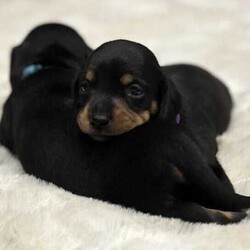 Five perfect size miniature dachshunds /Dachshund/Both/Younger Than Six Months,5 perfect size MINIATURE DACHSHUNDS