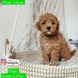 Adopt a dog:9 Beautiful F1B Toy Cavoodle Puppies (5 Males and 4 Females)//Both/Younger Than Six Months,We have 7 beautiful F1B Cavoodle Puppies From our family dogs, They will be ready on 24th April 2024 (8 weeks old) for their forever homes.They will come Vaccinated, wormed every 2 weeks of age, microchipped, a VET checked, a puppy pack, and 6 weeks Pet Cover Puppy Insurance or 4 Weeks Trupanion Puppy Insurance, and Puppy Birth Certificate.They will be 75% Potty Trained as 25% is depending on how you continue the training. All of Our Puppies won't be positive from all of Genetic Diseases.Dad is Red Toy Poodle 4.5 kg, and Mum is F1 Cavoodle 9 kgThe Parents are loving, loyal with a great temperament and raised in our family home and brought up with children.The parents and puppies are ready to be viewed for a visit or through whatsapp video call.Males (Green, Black (SOLD), Red (SOLD), Brown and Grey Collar)Females (Yellow (SOLD), Pink (SOLD), Light Pink and Purple Collar)Ps. Purple Collar $2500 as she has Blue eyes and Liver nose.We are located near North Richmond, NSWDOB: 28/02/2024We will update of our puppies on Instagram.www.instagram.com/absolutestar_puppies/Fur and Family First Breeder#DS278554