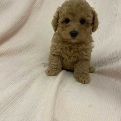 Adopt a dog:Toy poodle puppies/Poodle (Toy)/Male/Younger Than Six Months,RPBA13280Toy poodle puppies DOB 12/02/2024Male is available now and looking for foreverhome.Microchipped and all vaccinatedWormed at 2,4,6,8 weeks oldVet checkedIf you are interested, please contact me bySMS ******3628 REVEAL_DETAILS 