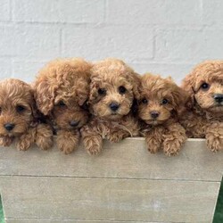Adopt a dog:Toy Cavoodle puppies ready now DNA tested parents /Other/Female/Younger Than Six Months,We have 2 female cavoodle puppies looking for their forever home. Born on 27th January and are ready to go home.Raised by experienced but small breeder in a home environment with lots of love, care and cuddles. Both parents are DNA tested and you will be able to view mum and Dad.Puppies are vaccinated, microchipped, wormed and vet checked. You will receive a puppy information folder with all there paperwork, a bag of puppy food and some goodies to help settle them into there new home.
