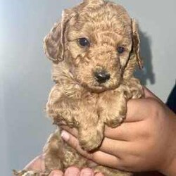Pure Bred Toy Poodle Puppies /Poodle (Toy)/Female/Younger Than Six Months,Adorable Pure Bred Toy poodle puppies 