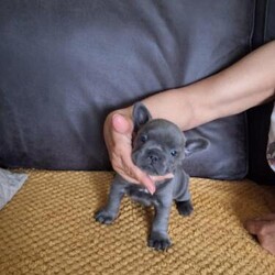 Adopt a dog:3 week old French bull dog's/French bull dog/Mixed Litter/5 weeks,Stunning French bull dog puppies 3 girls and 3 boys we have both mum and dad that live with the puppies.
All dwkc registered . They was born naturally on the 7th March 2024 . We have 2 platinum girls, 1 Blue fawn girl. £900. 1 Blue fawn boy, 1 black brindle, 1 Blue boy £850. Dad carries fluff . All puppies
will be fully wormed and microchipped and there first injection. The puppies will be ready to leave to their for ever home on 2rd May. £100 deposit will be required to reserve any pup . Any information please don't hesitate to contact us. We will also do up dates on pictures every week.