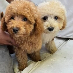 Adopt a dog:Pure bred ANKC registered Toy Poodles/Poodle (Toy)/Both/Younger Than Six Months,*BLACK $2000*RED $2500*SILVER $3000*APRICOT $2500*We also offer pet sitting in a dog friendly environment indoors and/or outdoorsWe are happy to offer the most adorable toy poodles to a loving home.