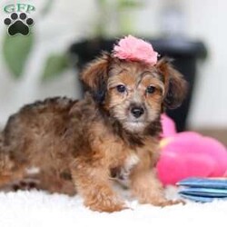 Spice/Yorkie Poo									Puppy/Female	/11 Weeks,Meet Spice, a darling tiny Yorkiepoo! She is one in a million. With silky soft fur, sparkling puppy-dog-eyes and sweet puppy kisses, this little girl will steal your heart from the very first moment you meet her. Playtime and tummy rubs are her favorite and she will always find a way to make you smile with her cute puppy antics. She has been loved and doted on since birth and will be the perfect companion to go everywhere with you! Her mama is a super sweet Toy Poodle named Sara. She weighs an adorable 6 lbs. Dad is a handsome Yorkshire Terrier named Owen. He is super friendly and weighs 7 lbs. This baby will join a forever family with the first vet check completed, microchipped, current on vaccines and dewormer, and our one year genetic health guarantee will be included. Please call or text Effie to learn more about this little sweetheart!