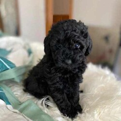 Adopt a dog:Toy Poodle puppies/Poodle (Toy)/Both/Younger Than Six Months,Toy poodle puppies DOB 10/02/2024They is available now and looking for forever home.Microchipped and all vaccinatedWormed at 2,4,6,8 weeks oldVet checked.Boy:956000016168033.956000016177038.Girl:956000016170732.soldIf you are interested, please contact me by SMS ******0333 REVEAL_DETAILS Source number RB220323I am located in Point Cook