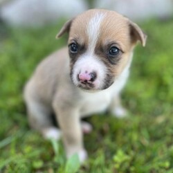 Fritz/Terrier/Male/Baby