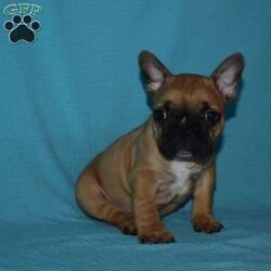 Batman/French Bulldog									Puppy/Male	/6 Weeks,Batman us outgoing,playful an has the sweet French Bulldog temperment, He’s looking for his forever home.